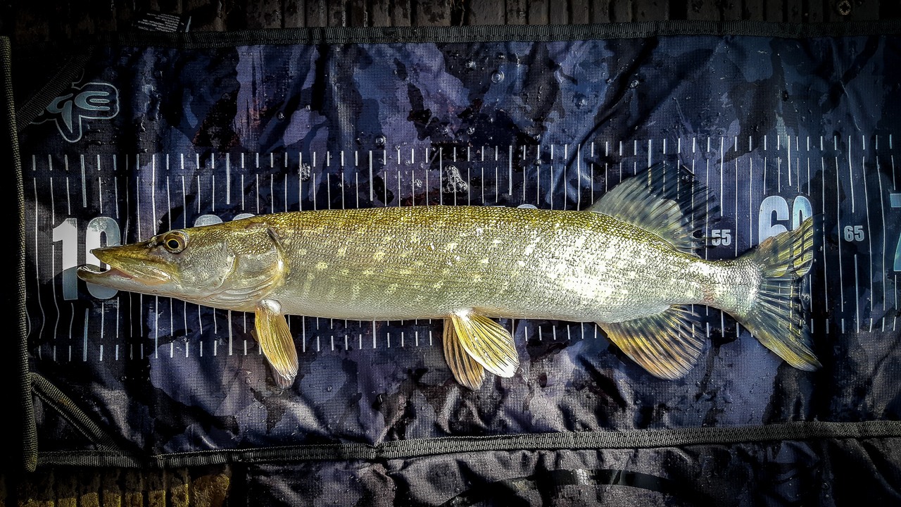 Pike Caught using Bait Finesse System