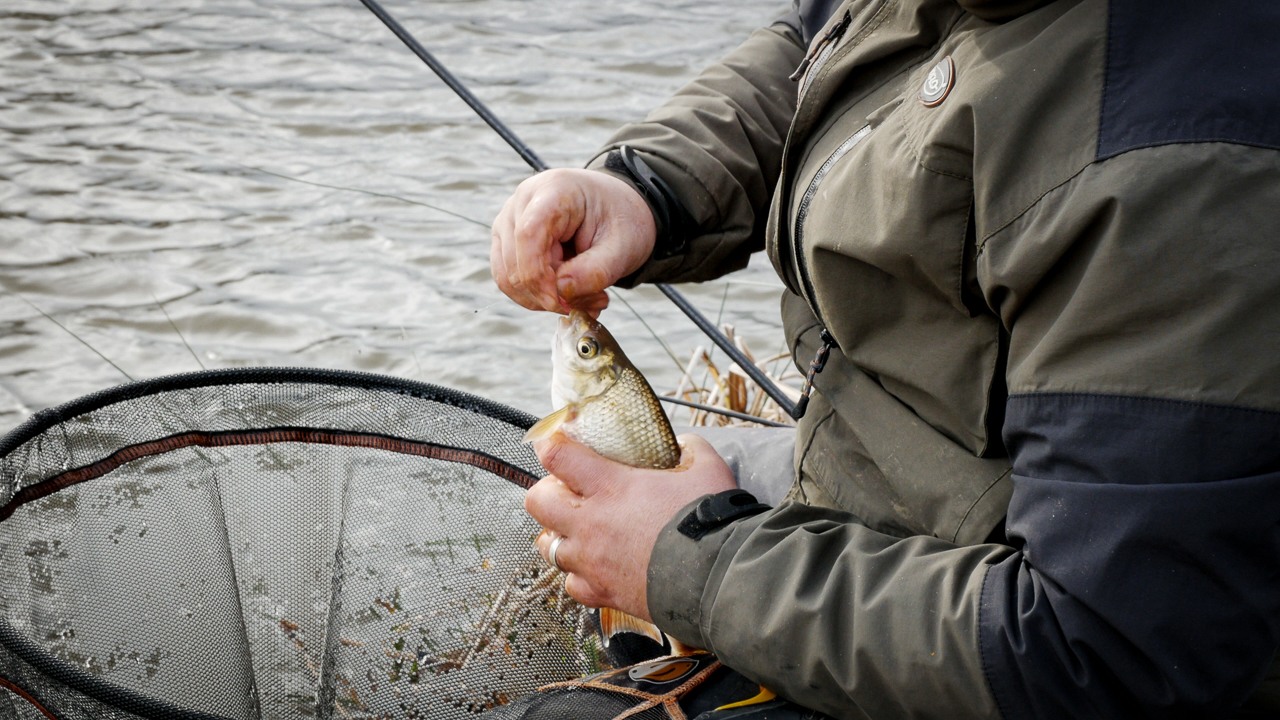 A Rudd/Bream Hybrid for Ian on the waggler