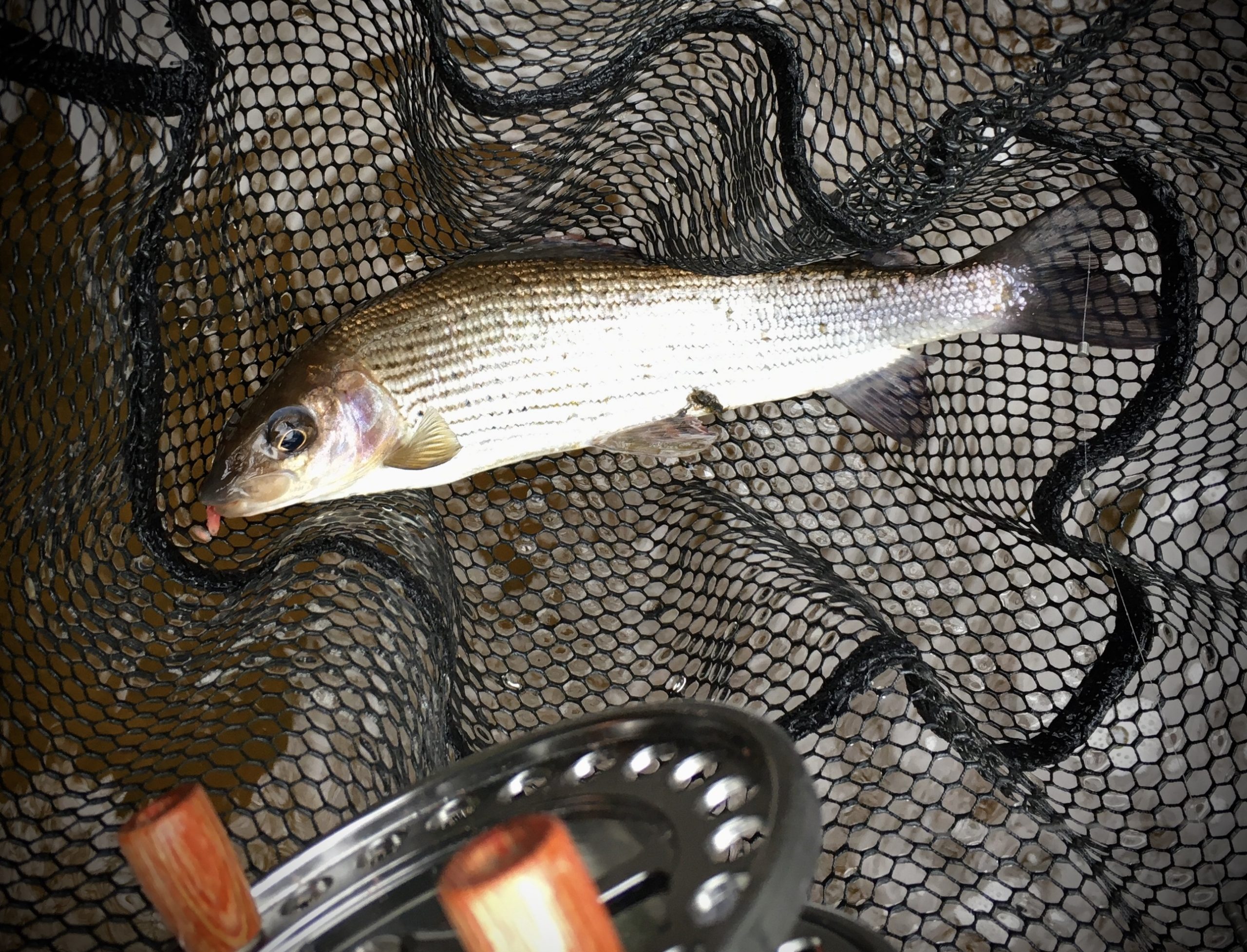 lip hooked grayling caught on trotted maggot