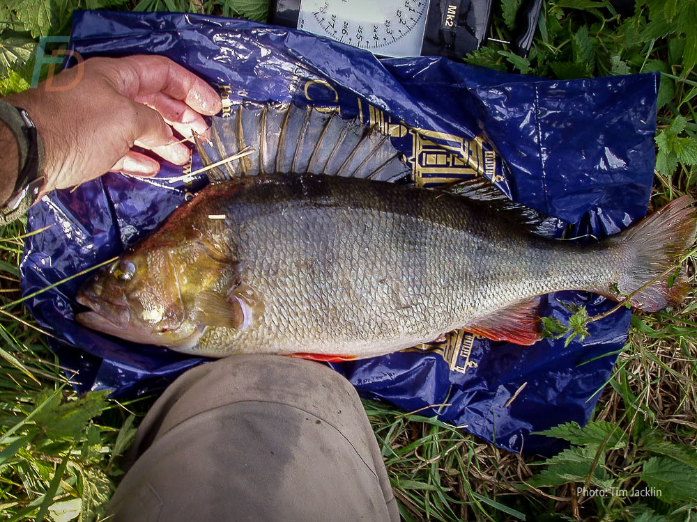 How to catch big perch — Angling Times