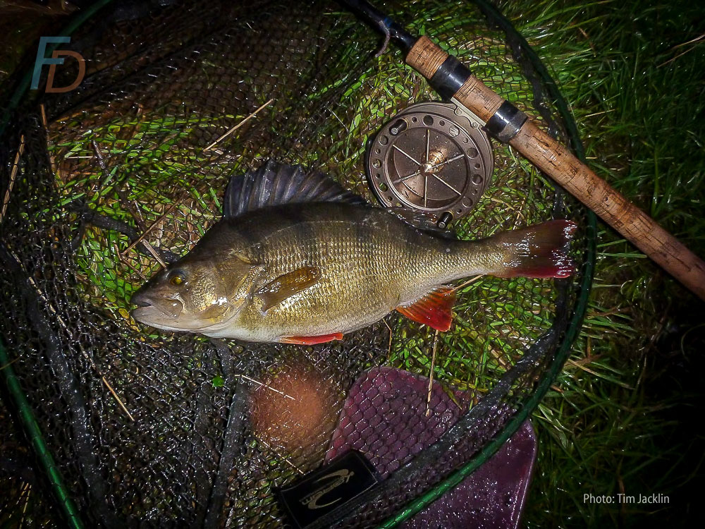River Perch of 3lb 6oz caught on a trotted worm