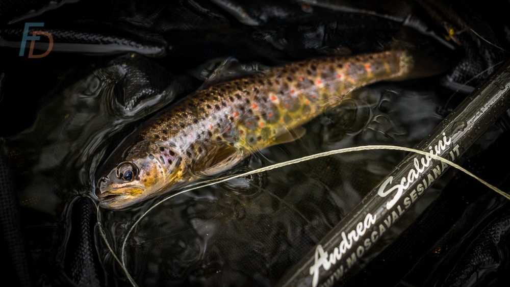 Valsesiana: Fly Fishing Perfection with Silk-bodied, Soft-hackle Wet Flies