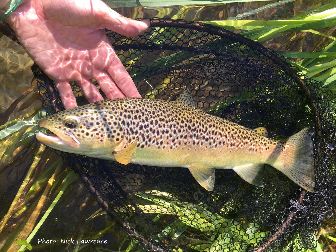 Wild Trout caught by Nick Lawrence