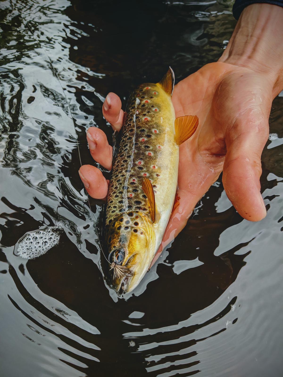 Dry fly fishing for trout: A Perfect result