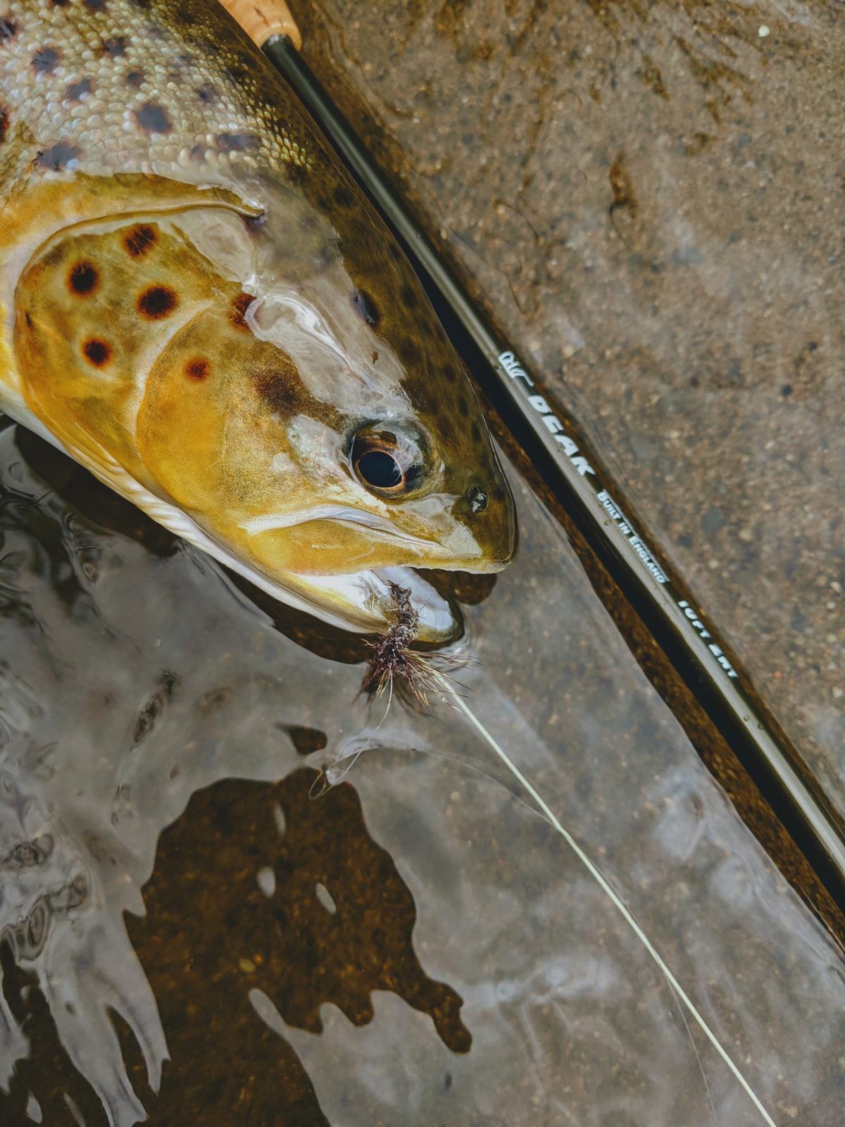 Duncan Philpott's dry fly caught brown trout