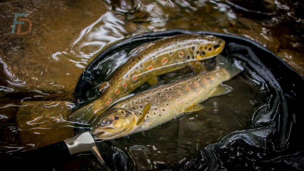 Fly Fishing Discoveries