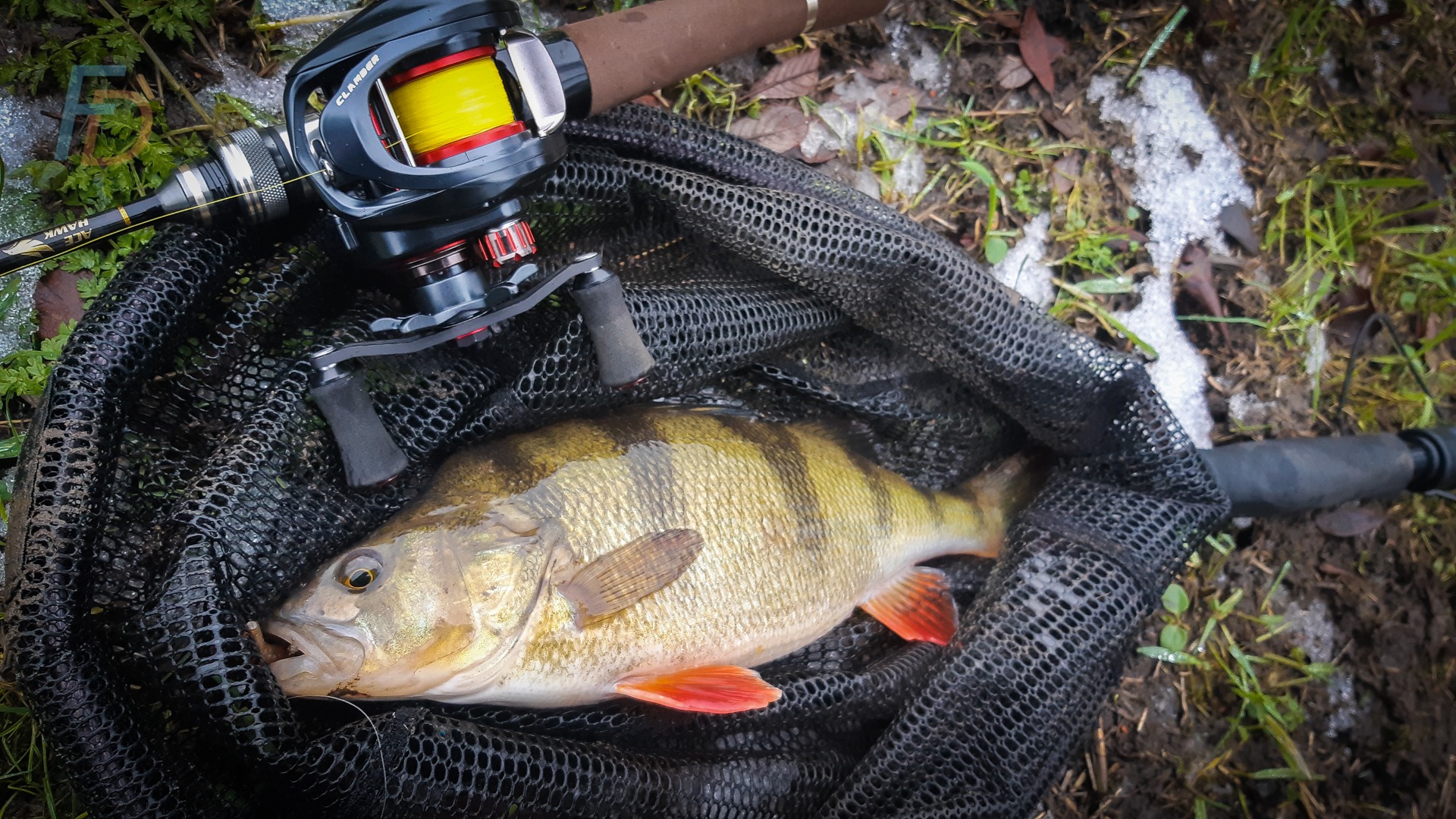 Perch caught on BFS tactics with CR-HM06
