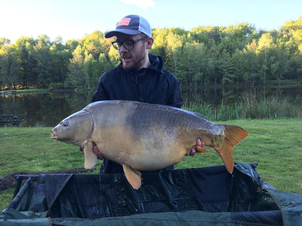 Two tone 50lb carp from fish