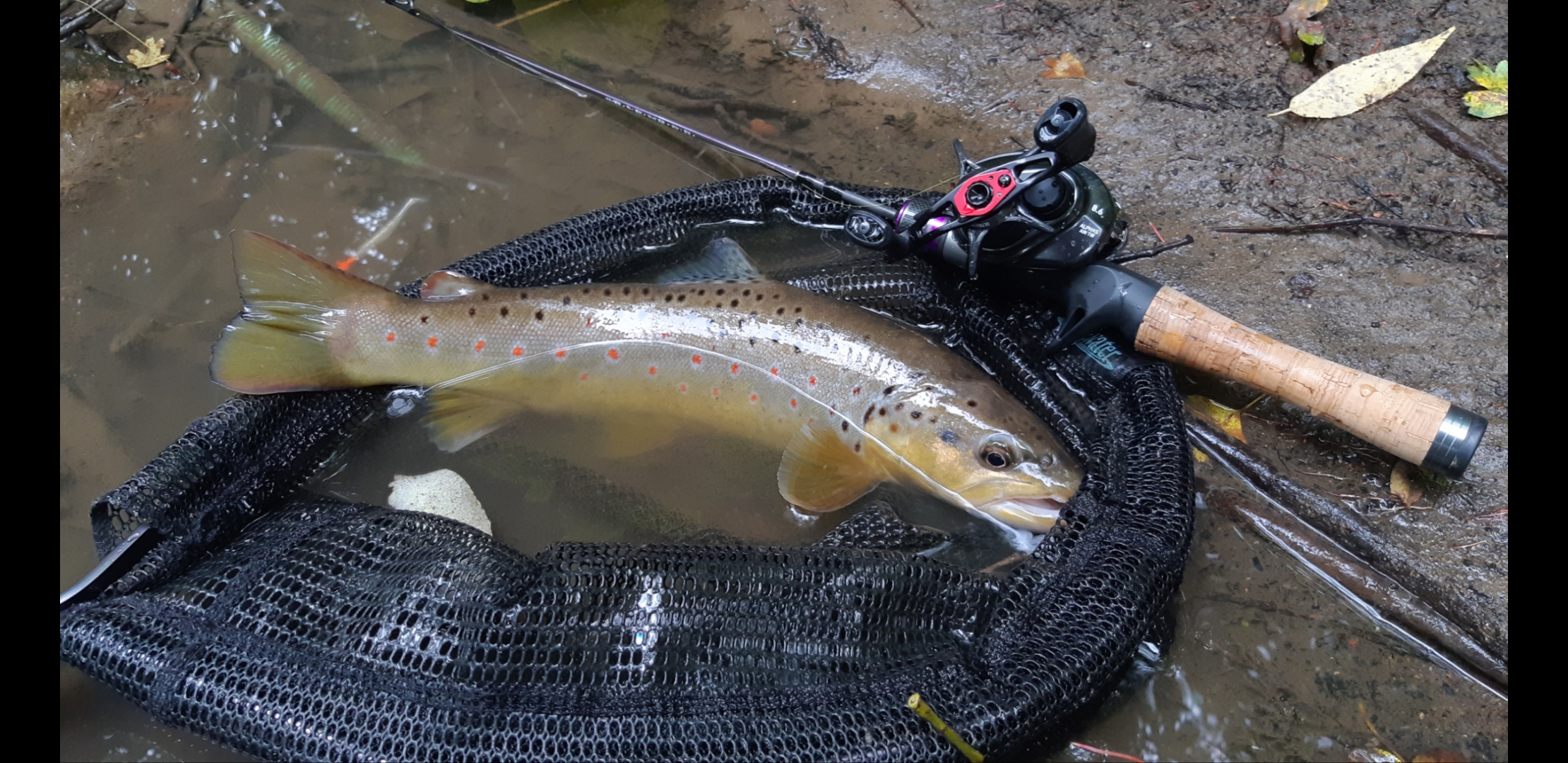 Daiwa Alphas Air TW 20 responsible for a lovely trout capture