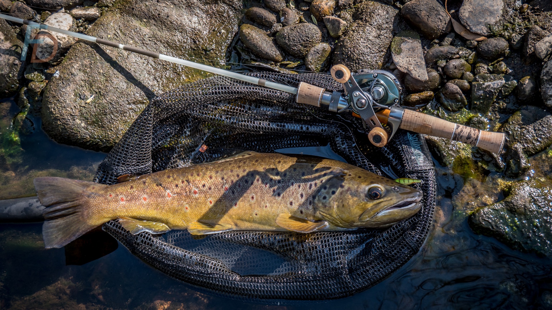Big wild trout caught on BFS using the Daiwa Alphas Air Stream Custom