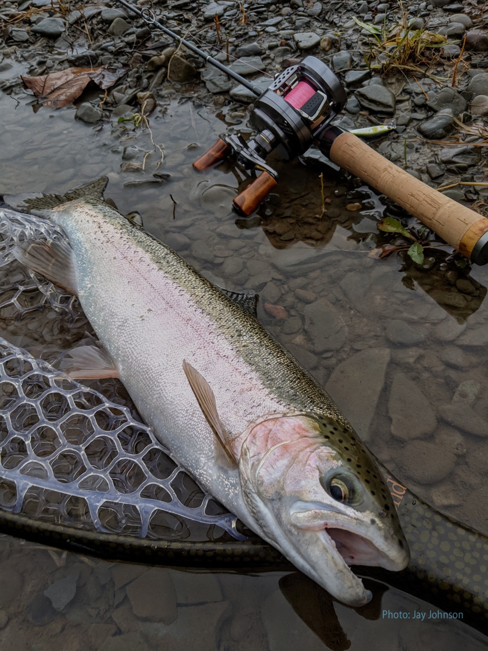 Big BFS rainbow trout