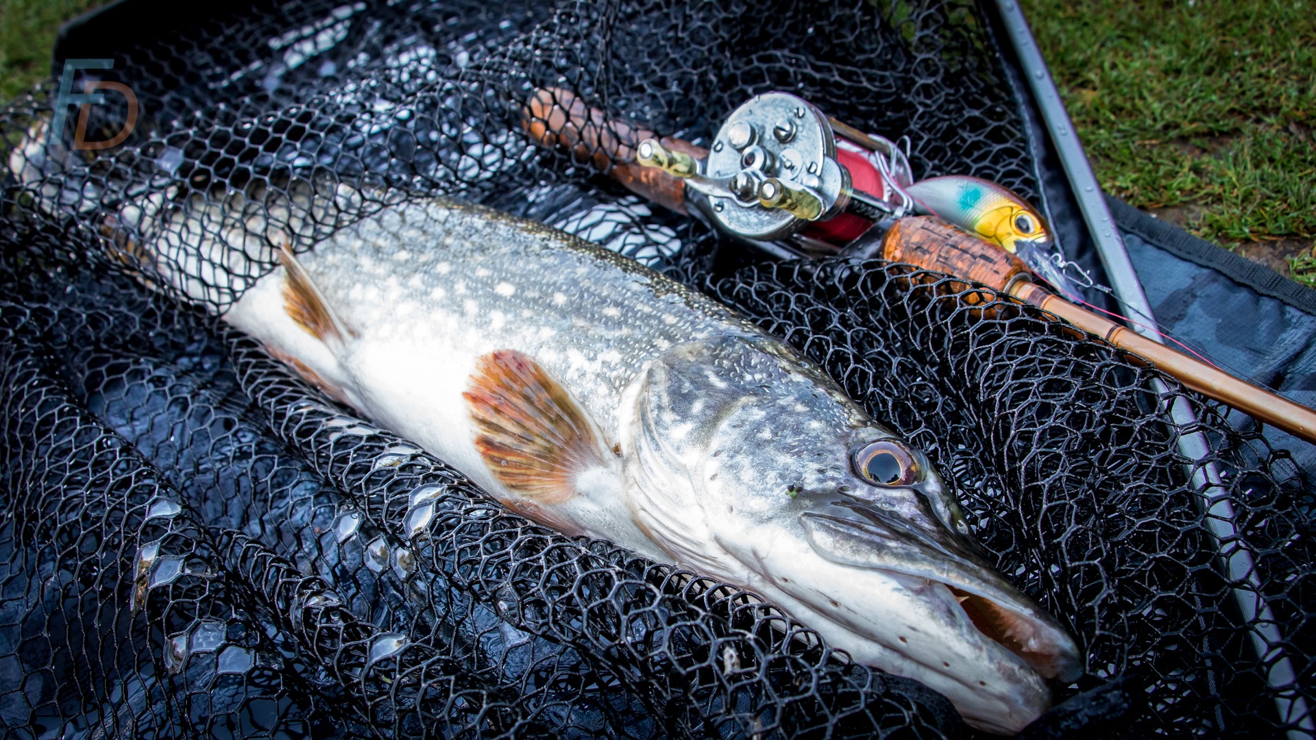 Catch more PIKE Pike POP UPS for PIKE RIGS PIKE FISHING  CHECK VIDEO! 