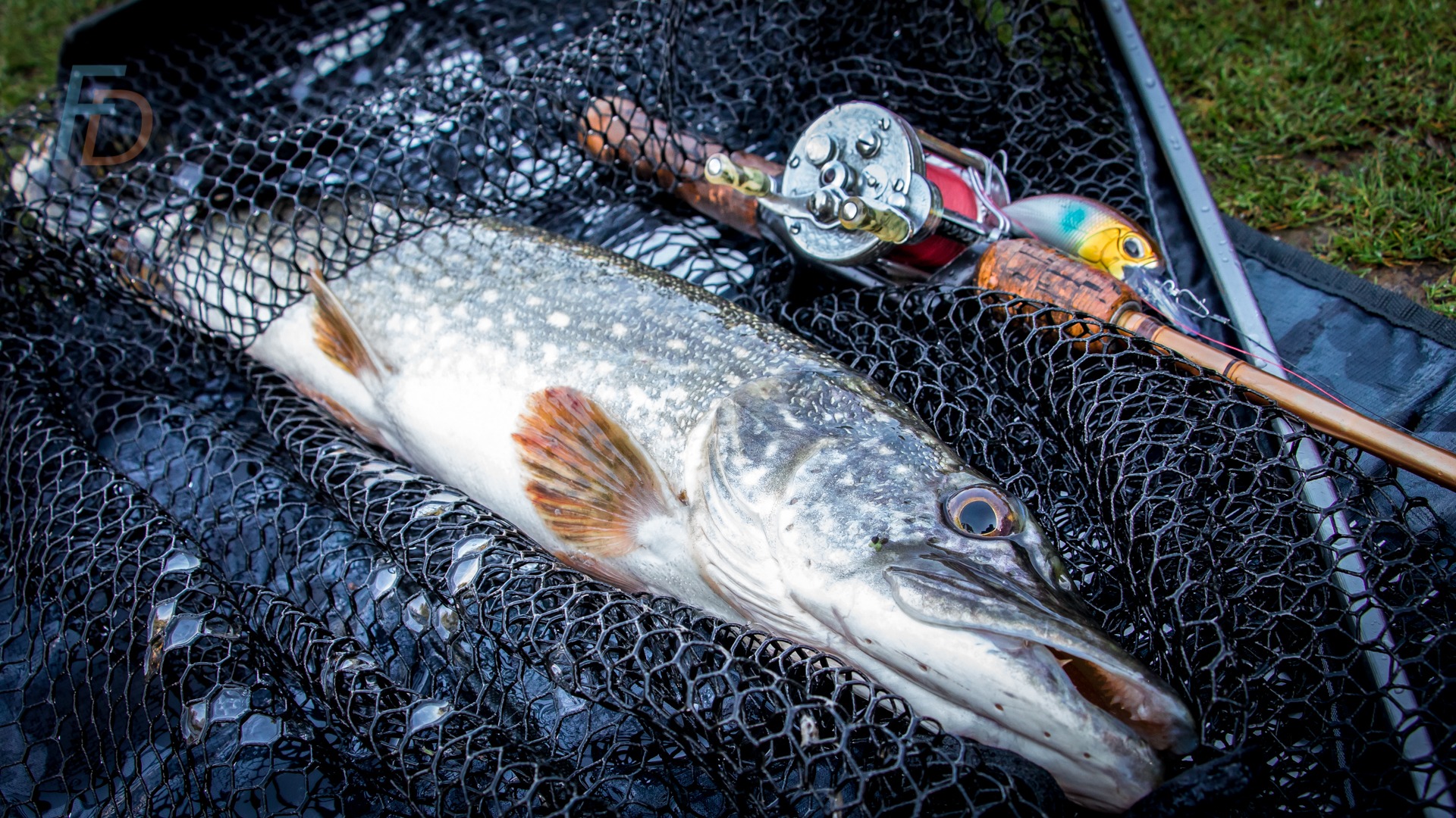 Pike Fishing: The FD Guide to Fishing for Northern Pike (Esox lucius)