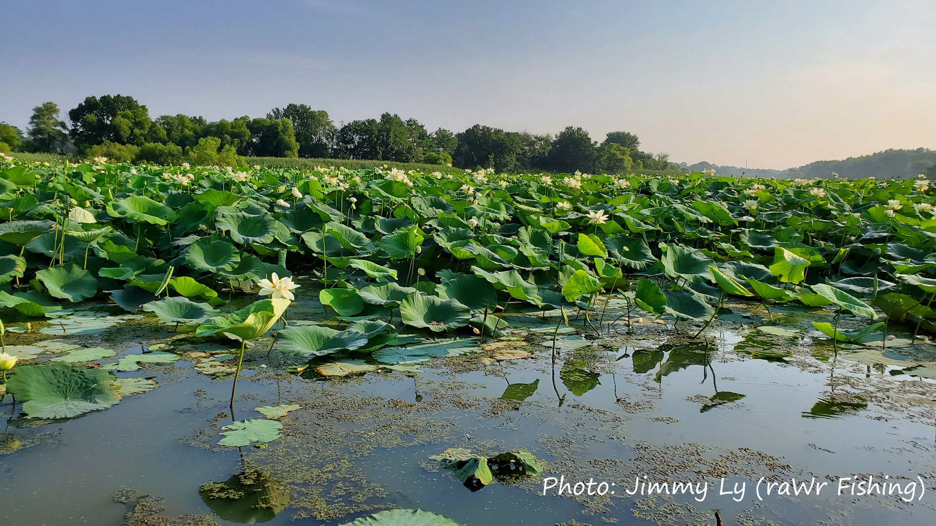 Lily pads are a great area to target when surface lure fishing for pike