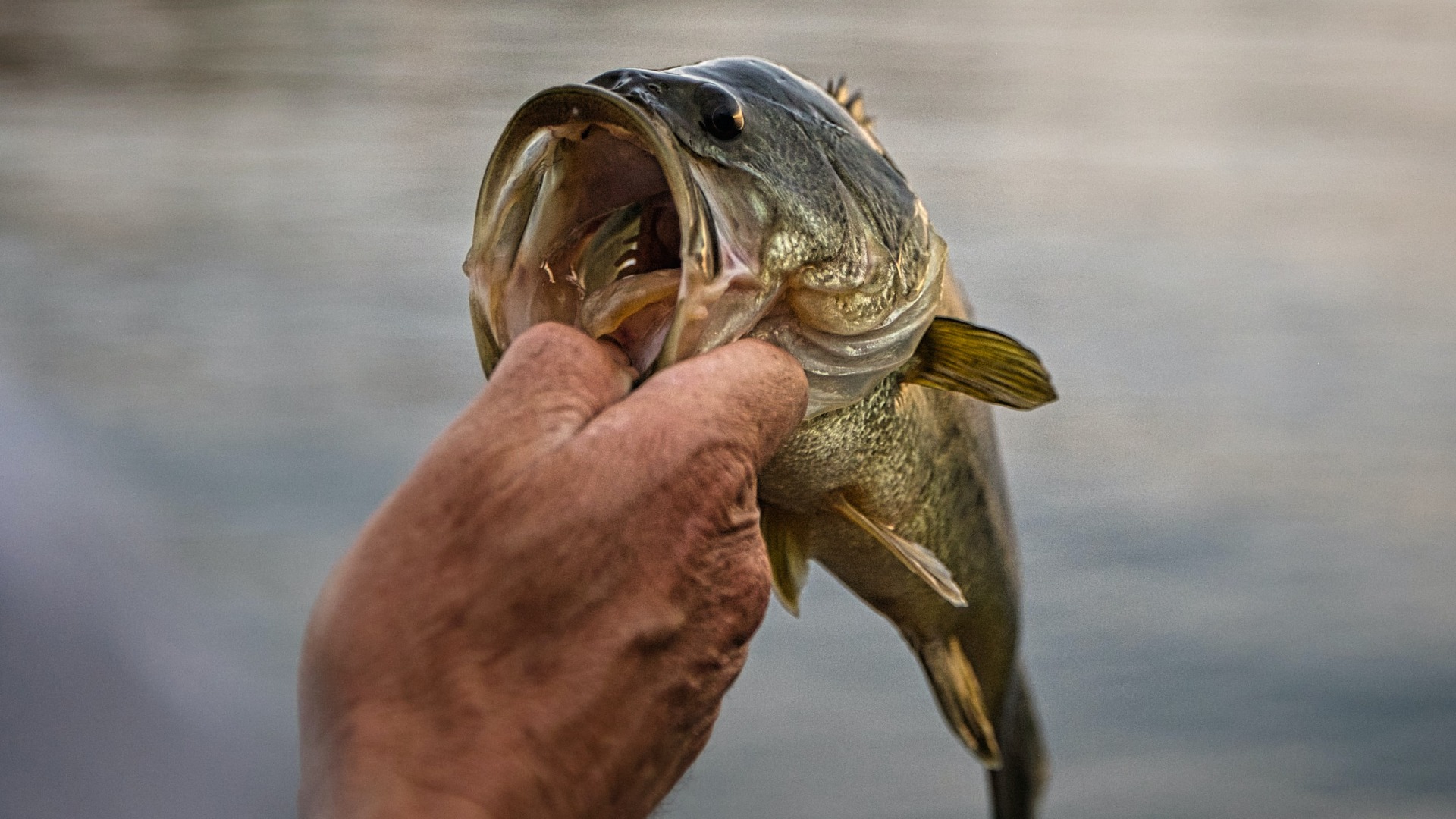 Big Water Summer Bass Fishing Techniques Part 1: Focusing on Different  Depths