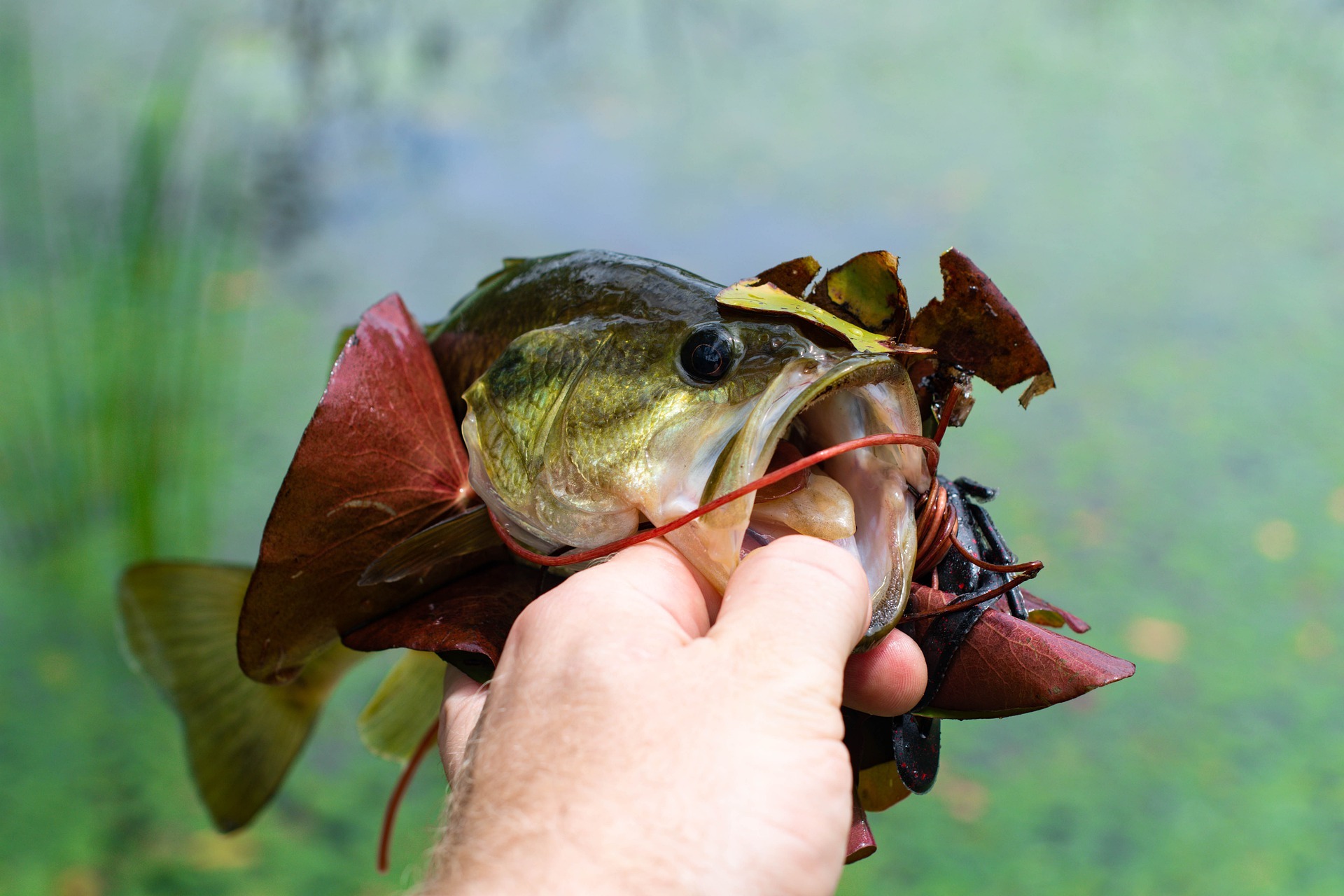 Tube Fishing Tricks For Fall Bass! (Beginner To Advanced) — Tactical  Bassin' - Bass Fishing Blog